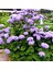 Tohumevi Mavi Vapur Dumani Çiçeği Tohumu - Ageratum Houstonianum (100+ tohum) 1