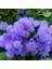 Tohumevi Mavi Vapur Dumani Çiçeği Tohumu - Ageratum Houstonianum (100+ tohum) 3