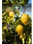 5 Adet - Tüplü Yediveren Aşılı Limon Ağacı Fidanı 3 Yaş 1