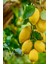 Tüplü Yediveren Aşılı Limon Ağacı Fidanı 3 Yaş 2