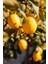 Tüplü Yediveren Aşılı Limon Ağacı Fidanı 3 Yaş 3