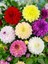 100 Adet Yıldız Dahlia Soğanı Karışık Renk 7 cm Yeni Mahsul. 1