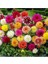 100 Adet Yıldız Dahlia Soğanı Karışık Renk 7 cm Yeni Mahsul. 2