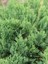 Sabin Ardıcı Juniperus Sabina Tamariscifolia, Saksıda, Promosyon 1