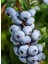 3 Adet - Tüplü Yaban Mersini ( Blue Berry ) Fidanı 2 Yaş 2