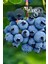3 Adet - Tüplü Yaban Mersini ( Blue Berry ) Fidanı 2 Yaş 1