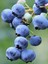 3 Adet - Tüplü Yaban Mersini ( Blue Berry ) Fidanı 2 Yaş 3