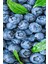 3 Adet - Tüplü Yaban Mersini ( Blue Berry ) Fidanı 2 Yaş 4