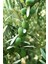 7 Adet - Sofralık Gemlik Zeytin Fidanı 1 Metre Boy 3 Yaş 1