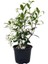 Arap Yasemini Rhyncospermum Jasminoides Star, Saksıda, Promosyon 1