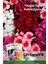 100 Adet Çin Karanfili (Dianthus Chinensis) Çiçek Tohumu 1