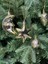 Yılbaşı Çam Ağacı Süsü Parlak Özel Karışık Gold Holiday Cici Top 4-8 cm 12'li 3