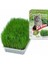 Eurogold Cat Grass Kedi Çimi 3