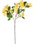 Yapay Islak Dokulu Sütleğen Çiçek Sarı 77 cm . 3