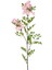 Yapay Çiçek Bahar Dalı Pembe 80 cm . 3