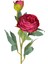 Yapay Çiçek Şakayık Bordo 65 cm . 2