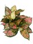 Aglaonema 'Dud Unyamanee' (Çin Herdemyeşili) 2