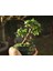 El Yapımı Beton Saksıda Bonsai Ara Çiçeği Afra Yeşim Ağacı 1