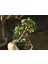 El Yapımı Beton Saksıda Bonsai Ara Çiçeği Afra Yeşim Ağacı 2