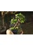 El Yapımı Beton Saksıda Bonsai Ara Çiçeği Afra Yeşim Ağacı 3