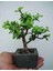 Dekoratif Saksıda Bonsai Ara Çiçeği Afra Yeşim Ağacı 3