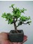 Dekoratif Saksıda Bonsai Ara Çiçeği Afra Yeşim Ağacı 4