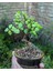 Hediyelik Taş Saksıda Bonsai Ara Çiçeği Afra Yeşim Ağacı 1