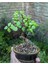 Hediyelik Taş Saksıda Bonsai Ara Çiçeği Afra Yeşim Ağacı 2
