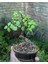 Hediyelik Taş Saksıda Bonsai Ara Çiçeği Afra Yeşim Ağacı 3