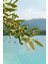 5 Yaş Sofralık Gemlik Zeytin Fidanı 1 Buçuk Metre Boy 2