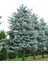 5 Adet 2 Yaşında Tüplü Mavi Ladin (Picea Pungens 'glauca') Fidanı - Bahçeniz Için Uzun Ömürlü Güzellik ve Zarafet 3