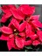 Bitkim Sende Euphorbia Pulcherrima/poinsettia (Atatürk Çiçeği) _ 30-40 cm 3