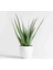 5 Yaş Aloevera Dekoratif Taş Saksıda 1