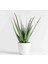5 Yaş Aloevera Dekoratif Taş Saksıda 2