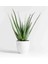 5 Yaş Aloevera Dekoratif Taş Saksıda 3