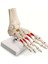 Tcherchı Insan Ayağı Anatomisi Modeli - Öğrenme ve Öğretme Için Pilsiz Fen Eğitimi Aracı (Yurt Dışından) 1