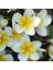 Karışık Renklerde 10 Adet Plumeria Tohumu 1
