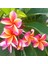 Karışık Renklerde 10 Adet Plumeria Tohumu 3