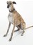 Comfort Lurcher Köpek Tasması TN11 Classic Tartan 2