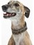 Comfort Lurcher Köpek Tasması TN11 Classic Tartan 3