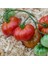 Etli Red Calabash Domates Tohumu (15 Tohum) 1