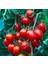 Nadir Herliom Red Cherry Domates Tohumu (15 Tohum) 1