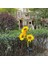Solar Sunflower Lights Güneş Enerjili Ayçiçeği LED Aydınlatma 3 Yapraklı 4