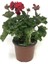 Kırmızı Açan Sardunya Çiçeği Pelargonium Grandiflorum 1