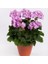 Lila Sardunya Çiçeği 10-20 cm Potted Lilac Geranium Flower 1