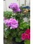 Lila Sardunya Çiçeği 10-20 cm Potted Lilac Geranium Flower 2