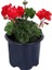 Sardunya Çiçeği Saksı'da Pelargonium Kırmızı Renk 10-20 cm 1