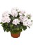 Beyaz Sardunya Fidesi Geranium Maverick White 2