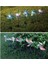 Solar Windrose Lights Güneş Enerjili Rüzgargülü LED Aydınlatma 5