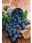 Saksılı Yaban Mersini Fidanı (Vaccinium Corymbosum) - 3 Yaşında Meyve Vermeye Hazır 3
